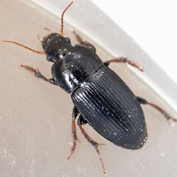Harpalus rubripes